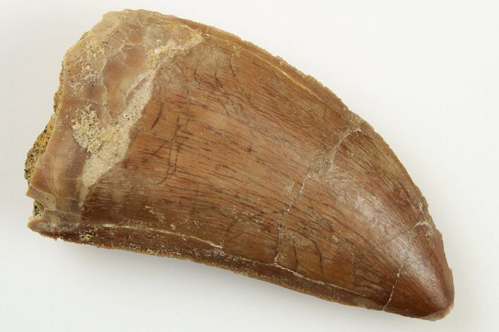 2.14" Carcharodontosaurus Tooth - Real Dinosaur Tooth